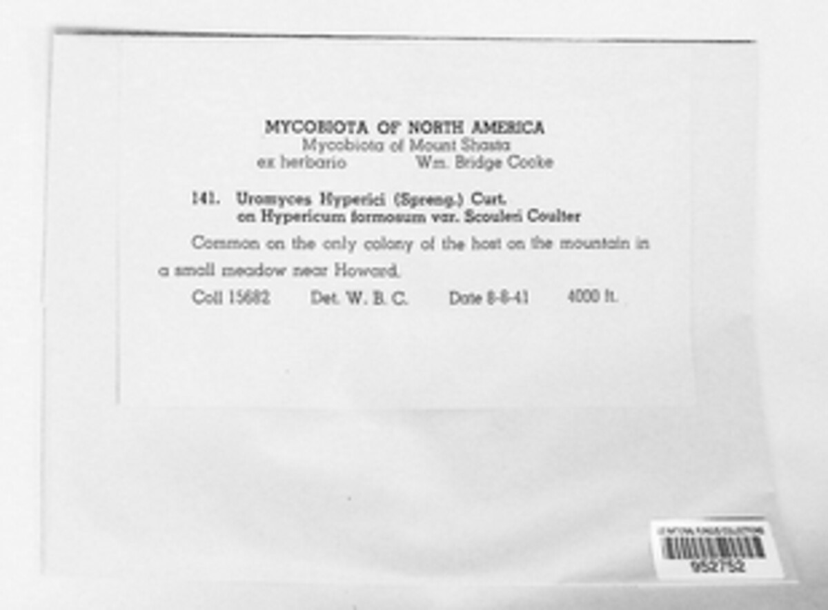 Uromyces hyperici image
